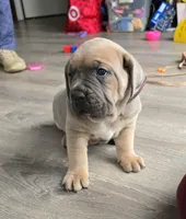 Honey, a female Cane Corso for sale in Oxford, PA – Photo 1 of 8