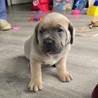 Honey, a female Cane Corso for sale in Oxford, PA – Photo 6 of 8