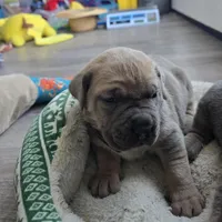 Honey, a female Cane Corso for sale in Oxford, PA – Photo 4 of 8