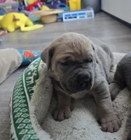 Honey, a female Cane Corso for sale in Oxford, PA – Photo 4 of 8