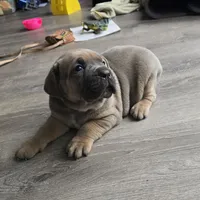 Honey, a female Cane Corso for sale in Oxford, PA – Photo 7 of 8