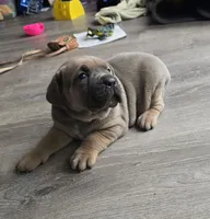Honey, a female Cane Corso for sale in Oxford, PA – Photo 7 of 8