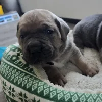 Honey, a female Cane Corso for sale in Oxford, PA – Photo 2 of 8
