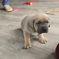 Honey, a female Cane Corso for sale in Oxford, PA – Photo 5 of 8