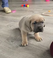 Honey, a female Cane Corso for sale in Oxford, PA – Photo 5 of 8