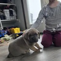 Honey, a female Cane Corso for sale in Oxford, PA – Photo 8 of 8
