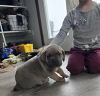 Honey, a female Cane Corso for sale in Oxford, PA – Photo 8 of 8