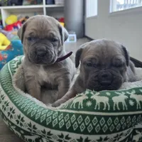Honey, a female Cane Corso for sale in Oxford, PA – Photo 3 of 8