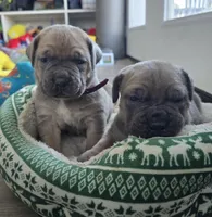 Honey, a female Cane Corso for sale in Oxford, PA – Photo 3 of 8