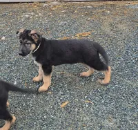 Timmy white collar, a male German Shepherd Dog for sale in Oxford, PA – Photo 1 of 8