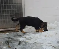 Timmy white collar, a male German Shepherd Dog for sale in Oxford, PA – Photo 4 of 8
