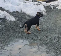 Timmy white collar, a male German Shepherd Dog for sale in Oxford, PA – Photo 6 of 8