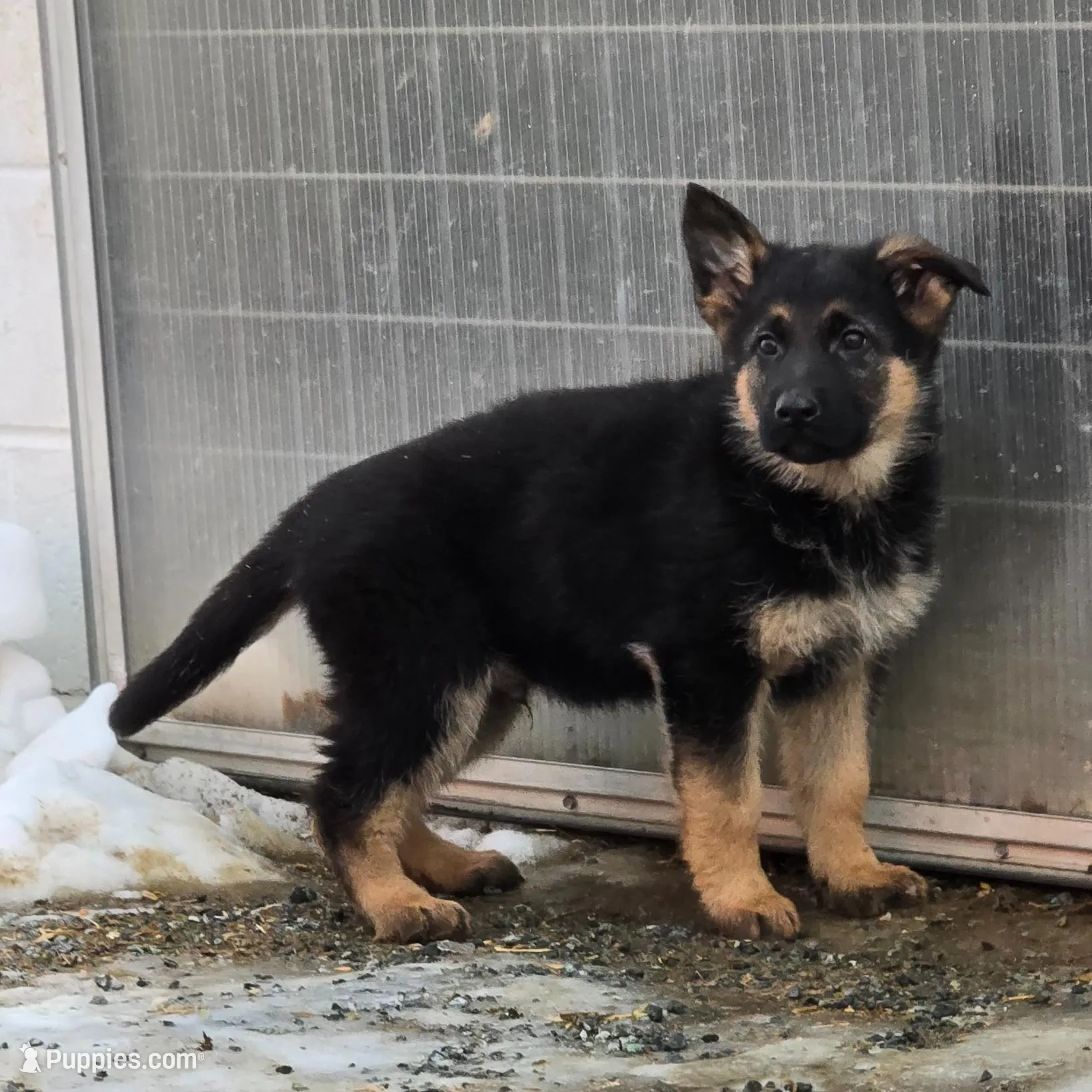 Timmy white collar, a male German Shepherd Dog for sale in Oxford, PA – Photo 2 of 8