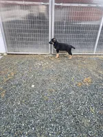 Timmy white collar, a male German Shepherd Dog for sale in Oxford, PA – Photo 8 of 8