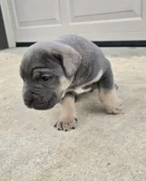 Toby, a male Cane Corso for sale in Oxford, PA – 2 of 8