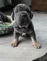 Axle, a female Cane Corso for sale in Oxford, PA – Photo 7 of 9