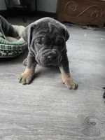 Axle, a female Cane Corso for sale in Oxford, PA – Photo 9 of 9