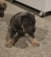 Axle, a female Cane Corso for sale in Oxford, PA – Photo 2 of 9