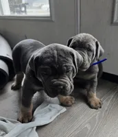 Axle, a female Cane Corso for sale in Oxford, PA – Photo 6 of 9