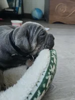 Axle, a female Cane Corso for sale in Oxford, PA – Photo 3 of 9