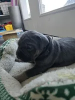 Axle, a female Cane Corso for sale in Oxford, PA – Photo 5 of 9