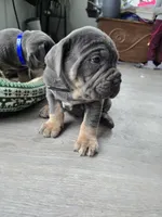 Axle, a female Cane Corso for sale in Oxford, PA – Photo 1 of 9