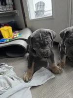 Axle, a female Cane Corso for sale in Oxford, PA – Photo 8 of 9