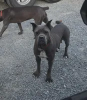 Mark, a male Cane Corso for sale in Oxford, PA – Photo 2 of 3