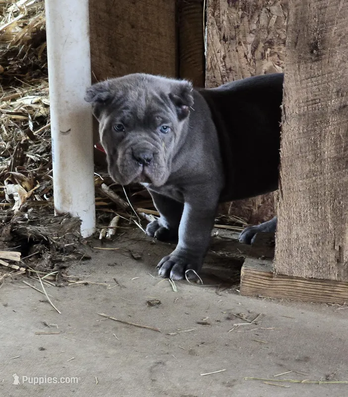 Mark – Cane Corso puppy for sale in Oxford, PA