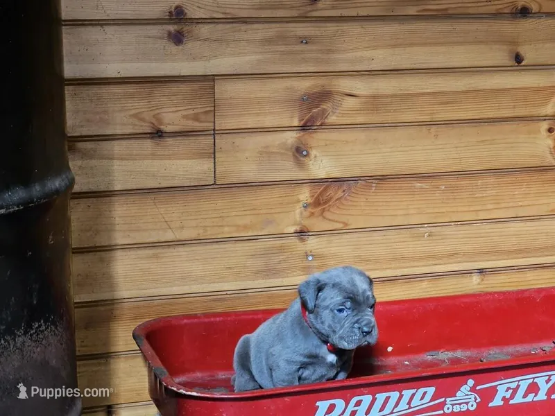 Mark – Cane Corso puppy for sale in Oxford, PA