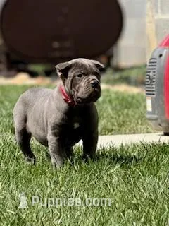 Mark – Cane Corso puppy for sale in Oxford, PA