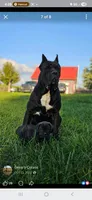 Pepper, a male Cane Corso for sale in Oxford, PA – 3 of 9