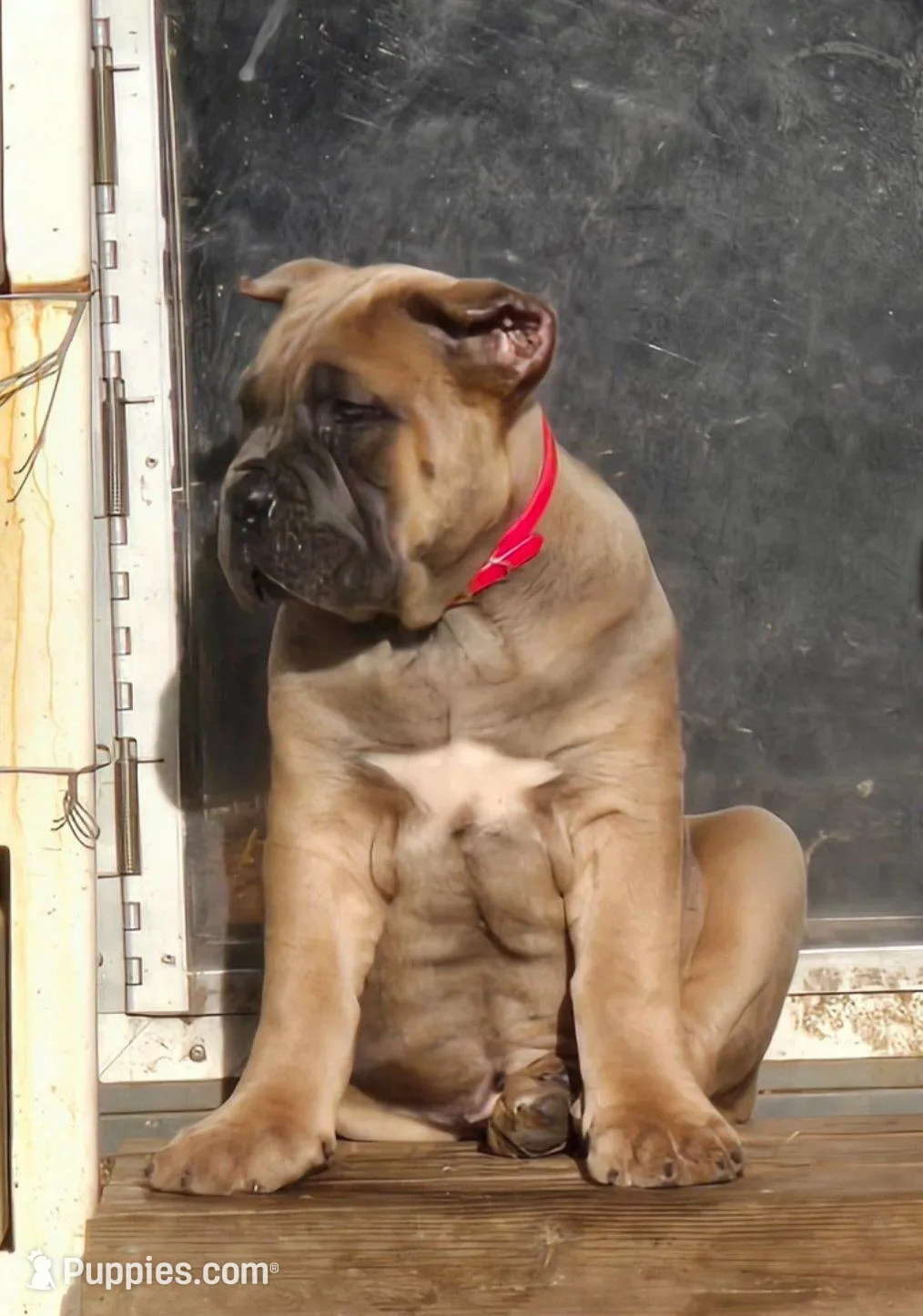 Rose – Cane Corso puppy for sale in Oxford, PA