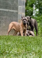 Molly, a female Cane Corso for sale in Oxford, PA – 9 of 9