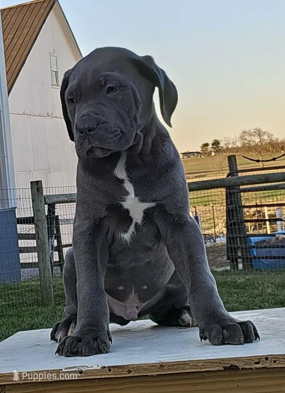 Adam – Cane Corso puppy for sale in Oxford, PA