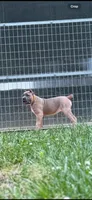 Martha, a female Cane Corso for sale in Oxford, PA – 9 of 10