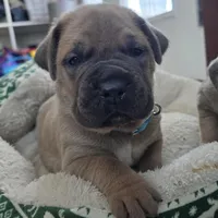 Olive, a female Cane Corso for sale in Oxford, PA – Photo 6 of 10