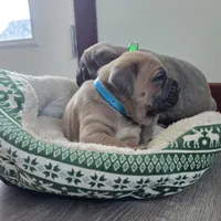 Olive, a female Cane Corso for sale in Oxford, PA – Photo 5 of 10