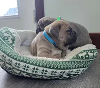 Olive, a female Cane Corso for sale in Oxford, PA – Photo 4 of 9