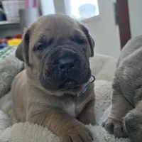 Olive, a female Cane Corso for sale in Oxford, PA – Photo 4 of 10