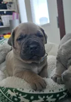 Olive, a female Cane Corso for sale in Oxford, PA – Photo 3 of 9