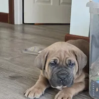 Olive, a female Cane Corso for sale in Oxford, PA – Photo 1 of 10