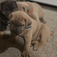 Olive, a female Cane Corso for sale in Oxford, PA – Photo 8 of 10