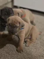 Olive, a female Cane Corso for sale in Oxford, PA – Photo 7 of 9