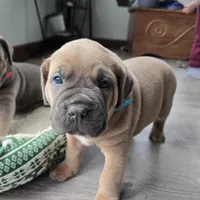 Olive, a female Cane Corso for sale in Oxford, PA – Photo 10 of 10