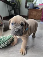 Olive, a female Cane Corso for sale in Oxford, PA – Photo 9 of 9