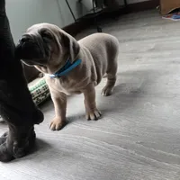 Olive, a female Cane Corso for sale in Oxford, PA – Photo 9 of 10