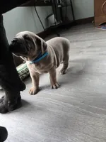 Olive, a female Cane Corso for sale in Oxford, PA – Photo 8 of 9