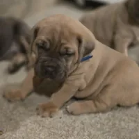 Olive, a female Cane Corso for sale in Oxford, PA – Photo 7 of 10