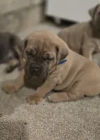 Olive, a female Cane Corso for sale in Oxford, PA – Photo 6 of 9